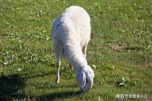 什么叫三羊 3493615666d94b54945717e7689c8a9e.jpeg