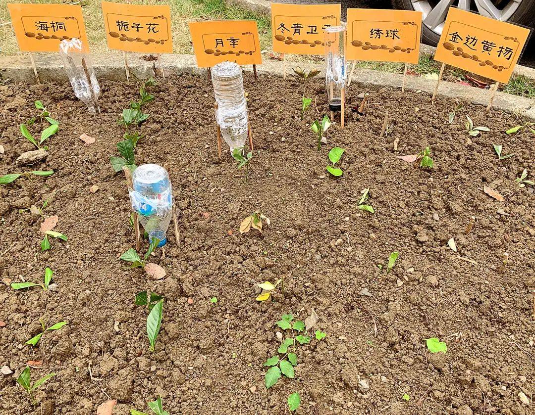 种菜玩出花样试验田!苏州外国语学校开心农场成校园热门打卡地