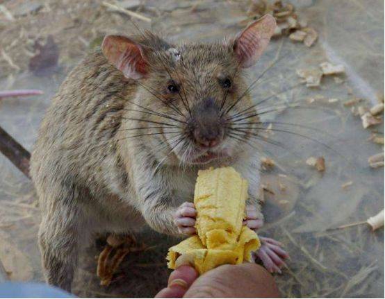 世界上最大的老鼠品种,不仅没有被捕杀,还被人们视为英雄