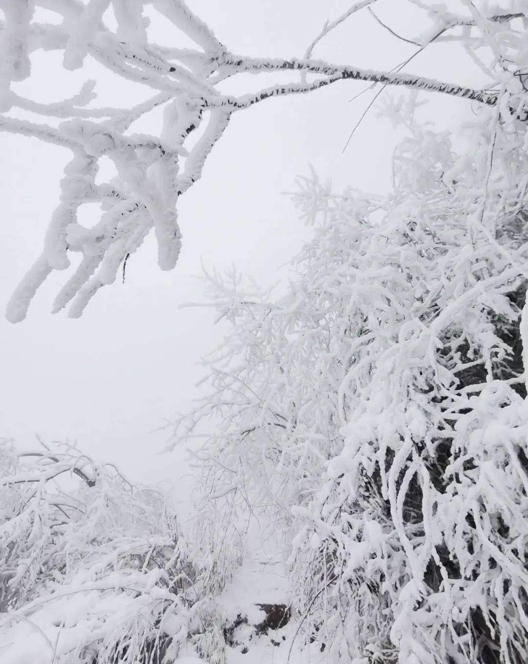 这就是成都周边的"小雪乡" 彭州