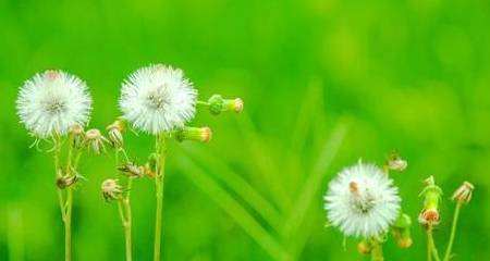 ff09e3a3886a49d58ccc255f3fead90b.jpeg