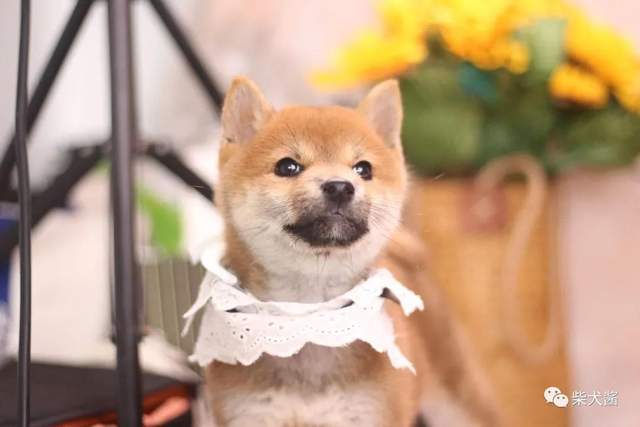 柴犬脚臭是怎么回事?柴犬脚部如何护理?