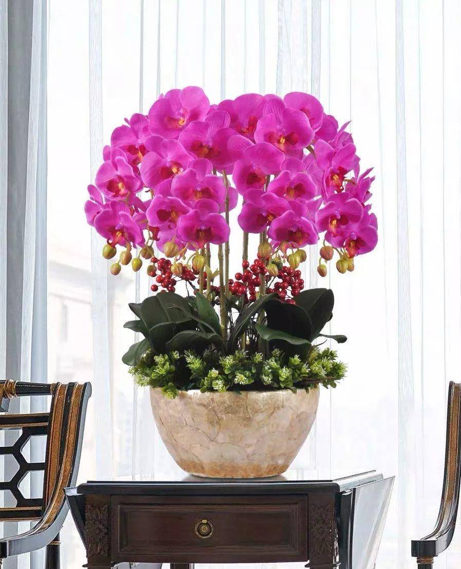 这六种"转运花"家里必须养一盆,吉利又好看!