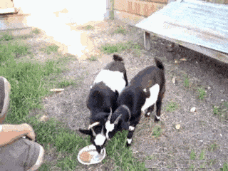 原创gif搞笑段子:一位小伙得罪媳妇后的下场,真为小伙鼻子担忧