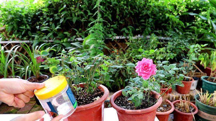 如何种植蔬菜花草图片 966cf9b97e694913bbc453f9798ef469.jpeg