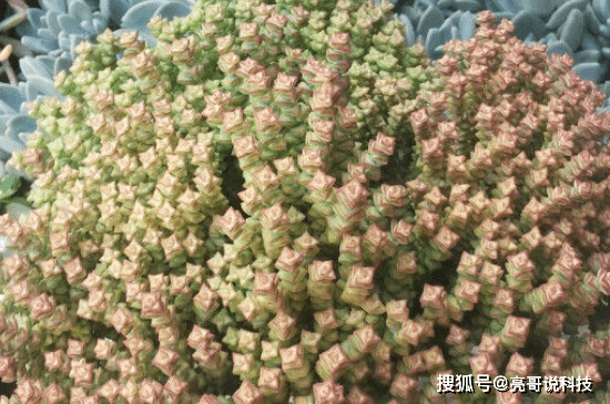 小米是什么植物 aeb6bbc5cb074622a689bd49aa1b47cc.png