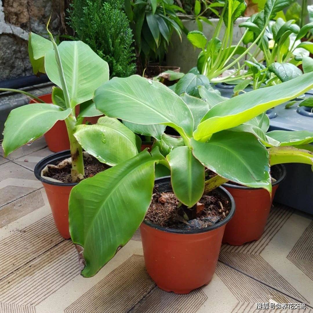 适合盆栽的两种矮香蕉品种,北方花友将它养成室内观叶植物