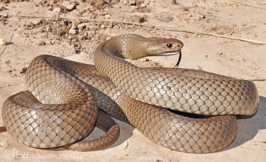 按照最致命的毒液排名,内陆大班蛇可以名列前茅.