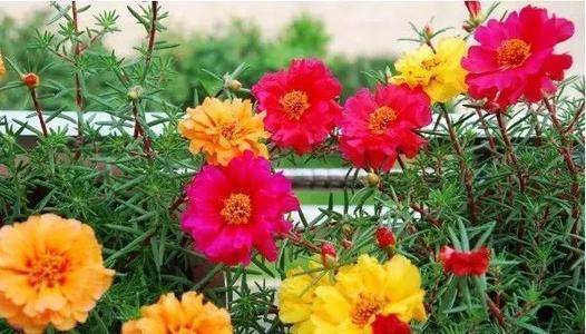什么土壤适合种植牡丹 57b0ad41f8ed4cc6b58f1bdf010452da.jpeg