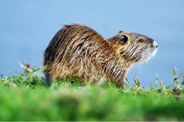 鼠是哪一年生的 697b8b6536ee44c381978c1f226d21b1.jpeg