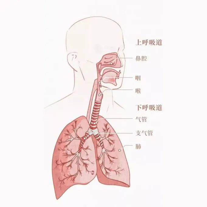 支原体等病原体感染,吸入或过敏等原因所引起的下呼吸道炎症,根据部位
