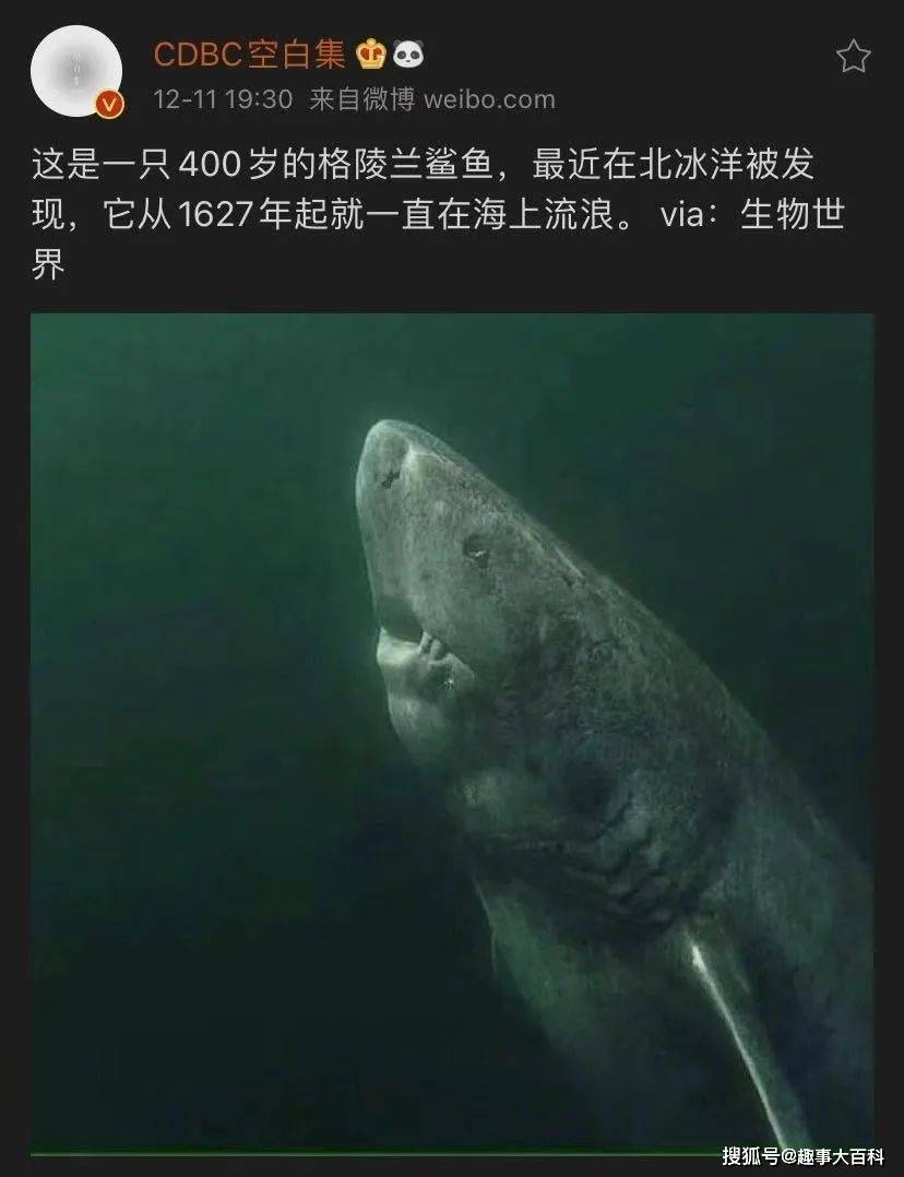 有博主晒图称:"这是一只400岁的格陵兰鲨鱼,最近在北冰洋被发现