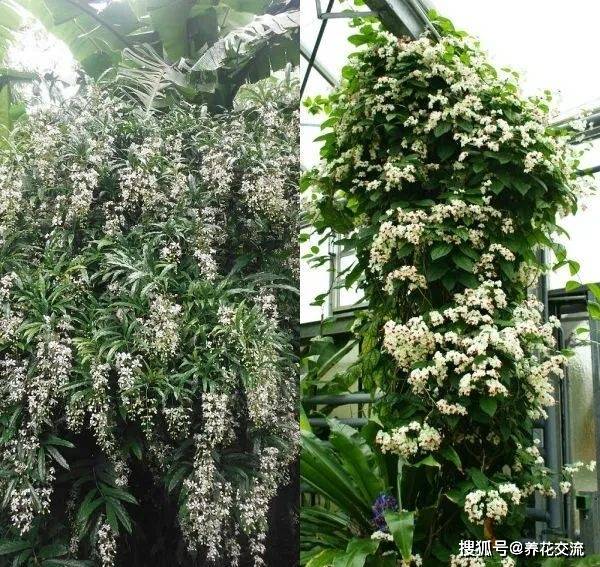 原创清纯绝美的垂枝茉莉花朵如一串串白蝴蝶冬春时节一直在开花