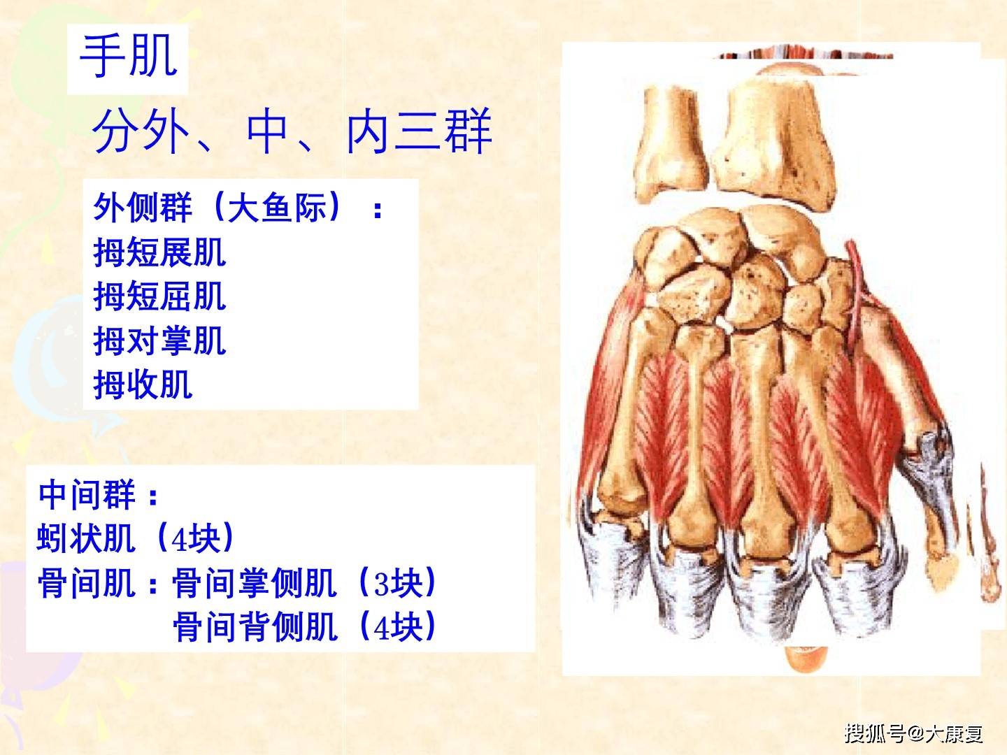 人体解剖-骨骼肌-上肢肌