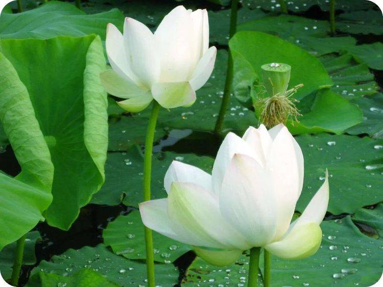 丹桂飘香好时节,风调雨顺百花香