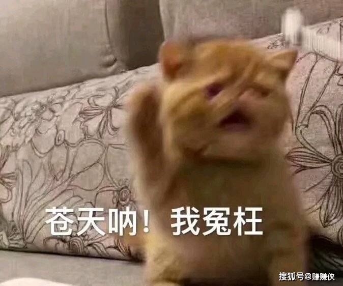 最新表情包图片:你没有胖嘟嘟,只是肉很多