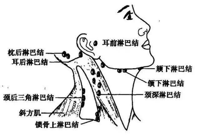 淋巴排毒排的是什么?真相来喽!