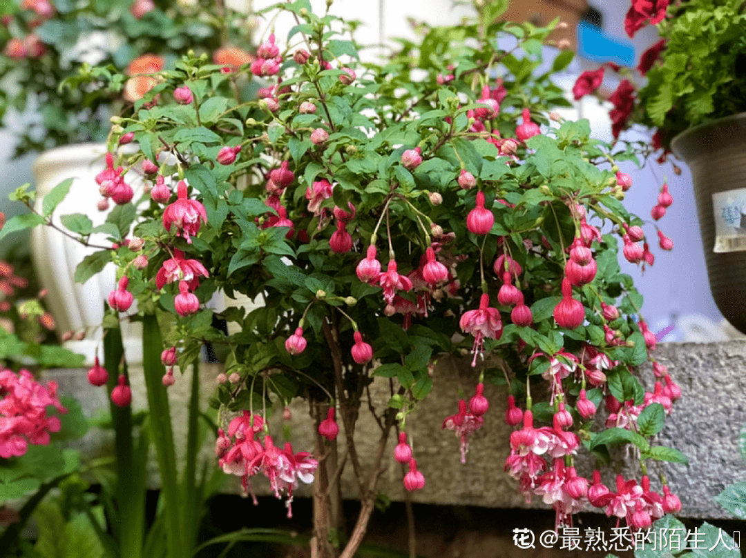北方养不活的花南方随便插土里长了整面墙