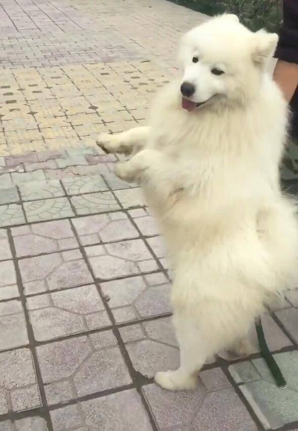 薩摩耶學泰迪雙腳走路，行動吃力，大型犬這樣走要腿廢！ 萌趣萌寵 第2张