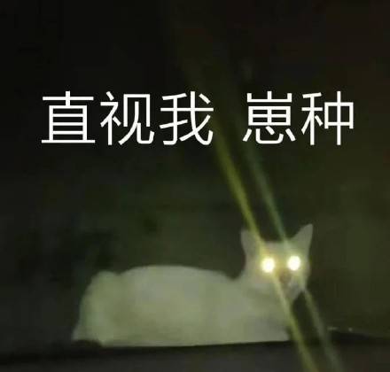 猫咪骂骂咧咧表情包:你这是找打!