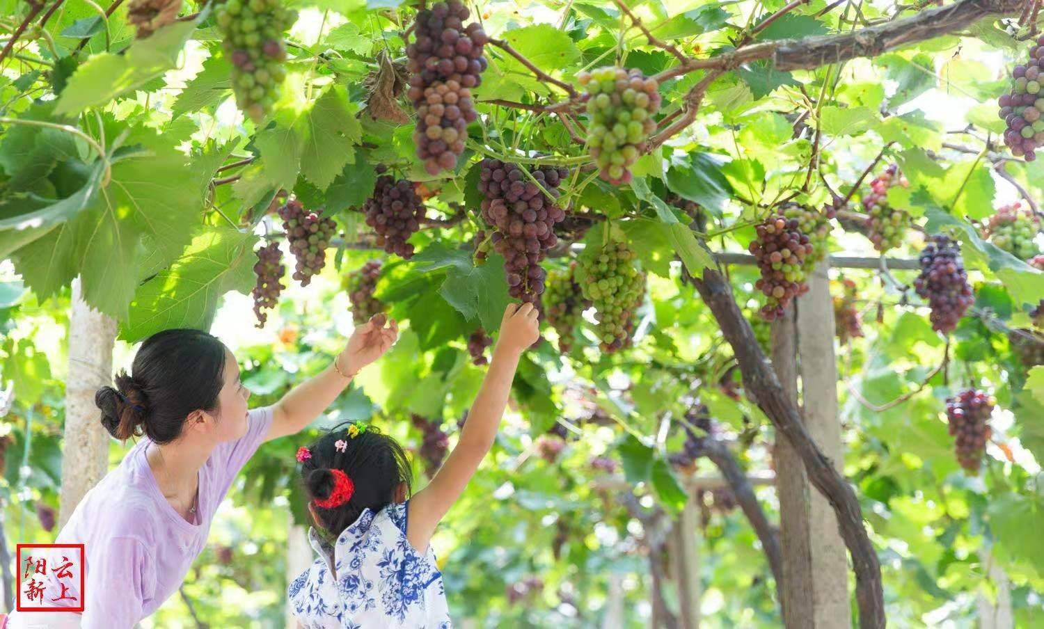 彭老总种菜_种菜图片