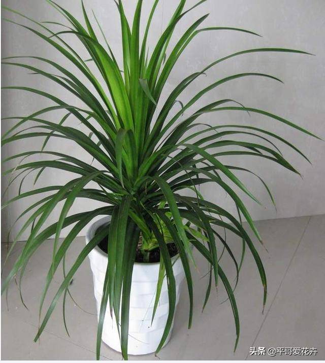 怎么养金钱树才会茂盛 25f5262ffcdf4455aaf5a9912006e28d.jpeg