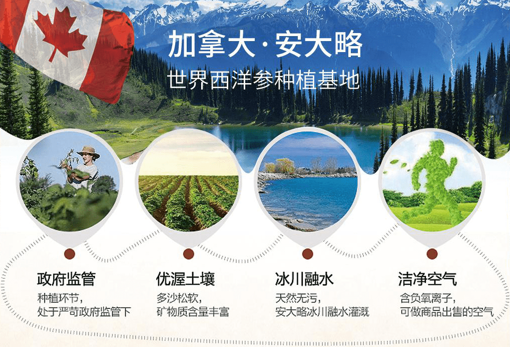 “肩负华夏志 坚守中国心 ”安大叔西洋参海外树立中国品牌的力量(图2)