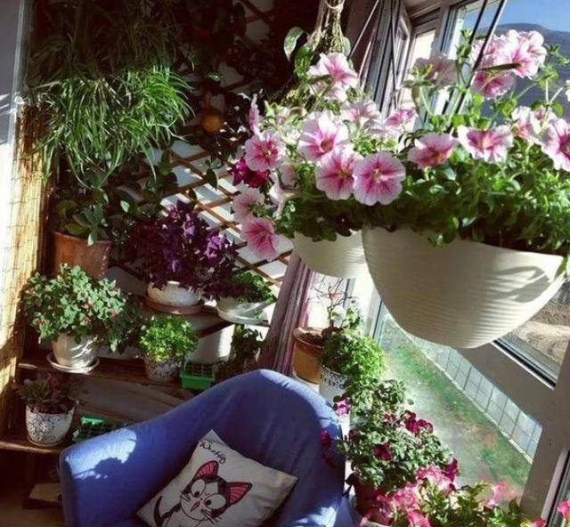 怎么养花养得好 b8761a369b7147b6ab4a9d579597740f.jpeg