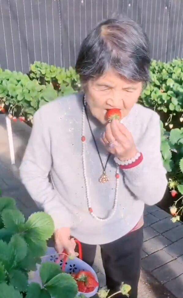 黄圣依婆婆超豪气,建空中草莓棚带孙子采摘
