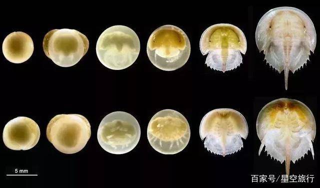 蓝色血液 78c503468a9c4c04af123cfba584c92a.jpeg