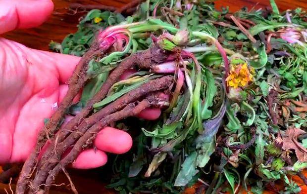 婆婆丁是苦碟子吗 aff22e4360154da987b7c31e6186f3e2.jpeg