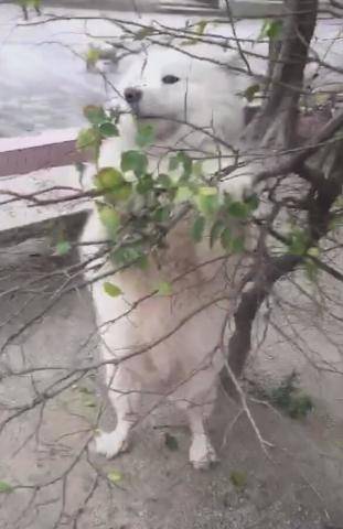 狗为啥吃树叶子 c84e2bf8430d402b82b134cdceb45bcb.jpeg