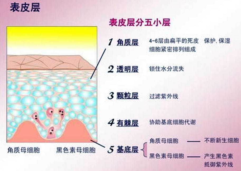 把皮肤搓得红红的一片,殊不知这是最伤皮肤的,皮肤最外层是保护层,那