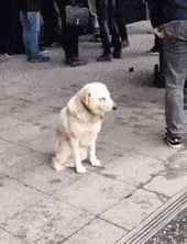 原创gif搞笑段子:大姐,你开车别紧张,咱们车怎么又被自行车给超了?