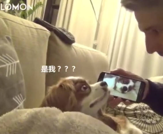 狗狗打呼嚕樣子被主人拍下來，播放給它看的時候尷尬的望著主人 萌趣萌寵 第3张