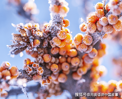 露珠和汤圆能猜什么成语_露珠(3)