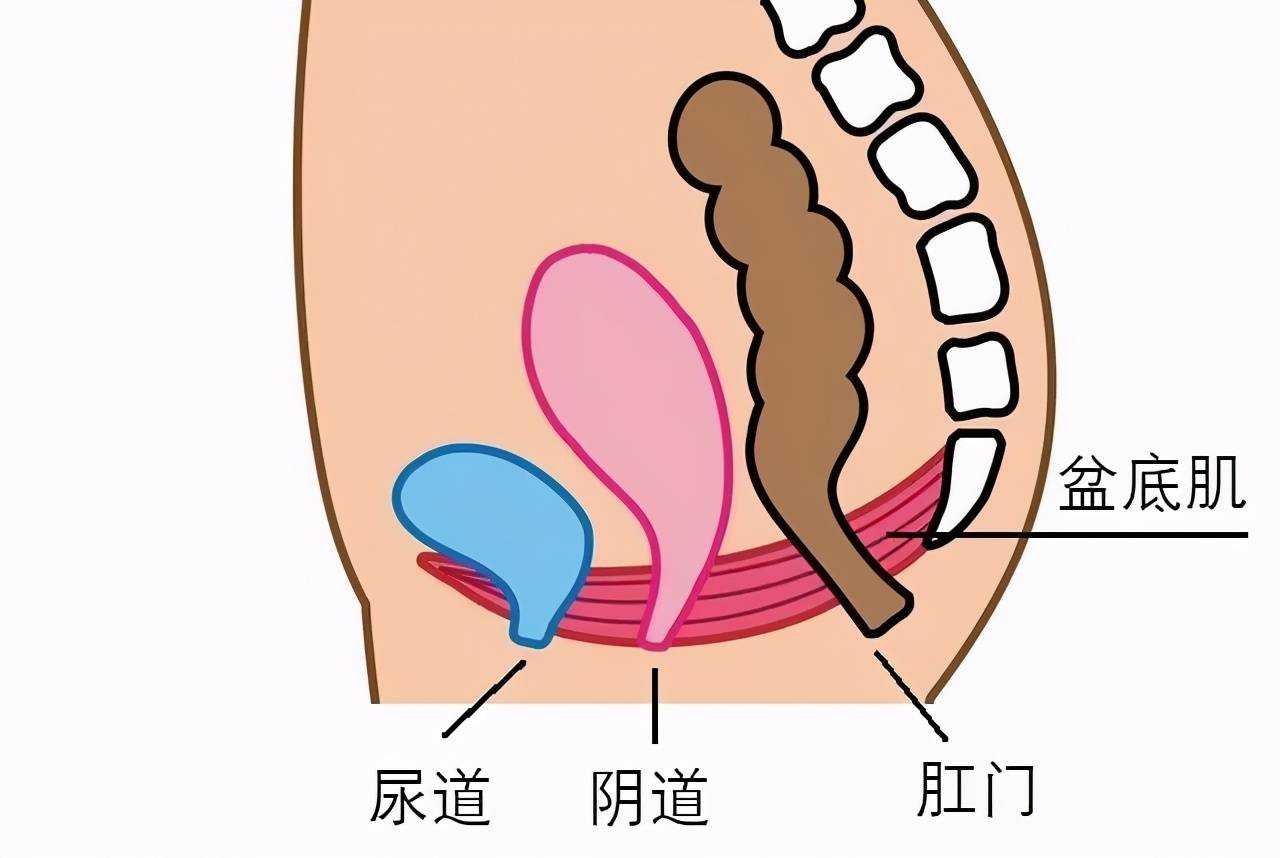 人一咳嗽就漏尿,是怎么回事?医生指出:多半是三大原因所致