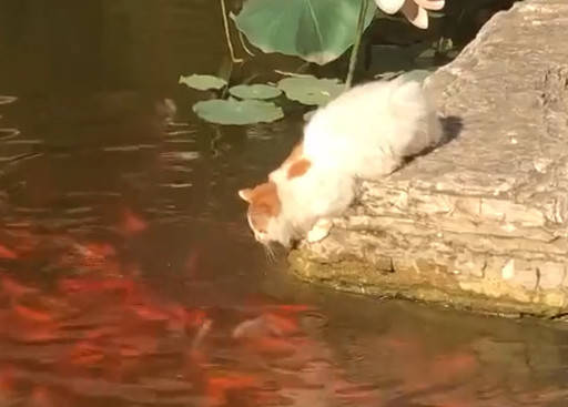 帶著貓咪去觀賞金魚，沒想到貓咪獸性大發，直接往金魚堆裡面撲 萌趣萌寵 第1张