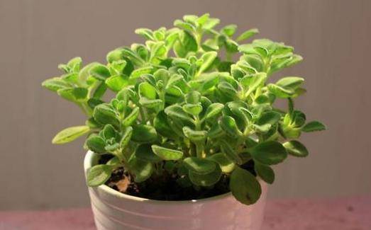 室内最好养的小植物 f48670e67f3e435b887ca43cfe86d223.jpeg