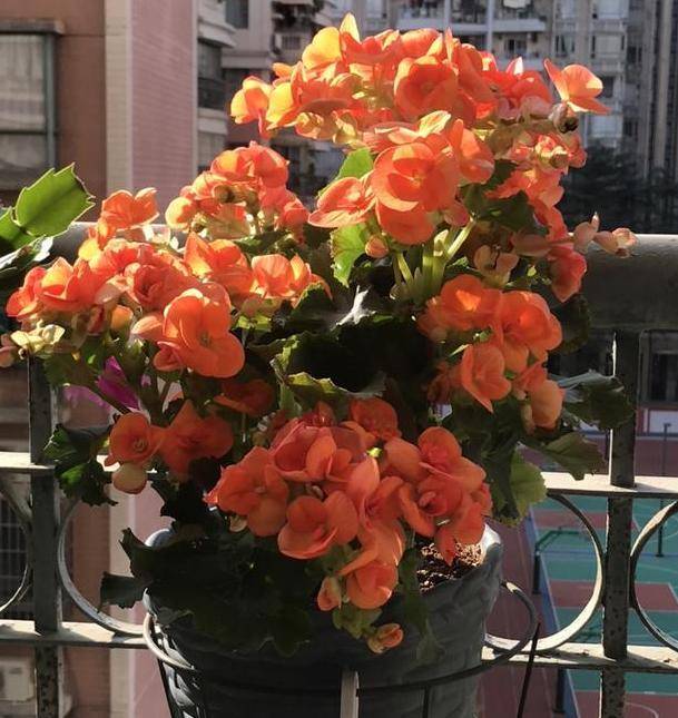 盆栽花推荐4月 219236e66cda4302b5d25d801a536d91.jpeg