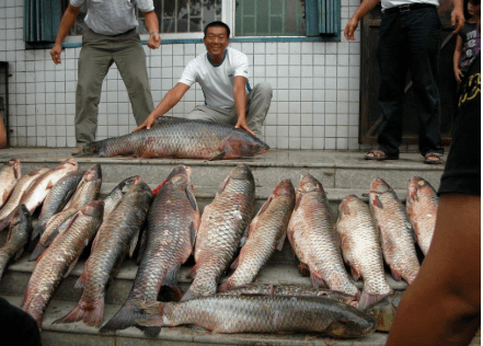 怎么养鱼长得最快 5dcb3c7a29eb4c5bbdd94a7643d9ef7e.png