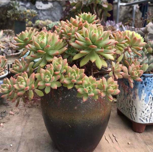 多肉叶插生根不发芽怎么处理 5e849d7a8277431b93a7847201d9a21e.jpeg