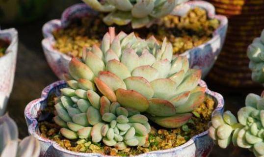 新手多肉老桩推荐 761e2491a24640148313c2821e08deac.jpeg