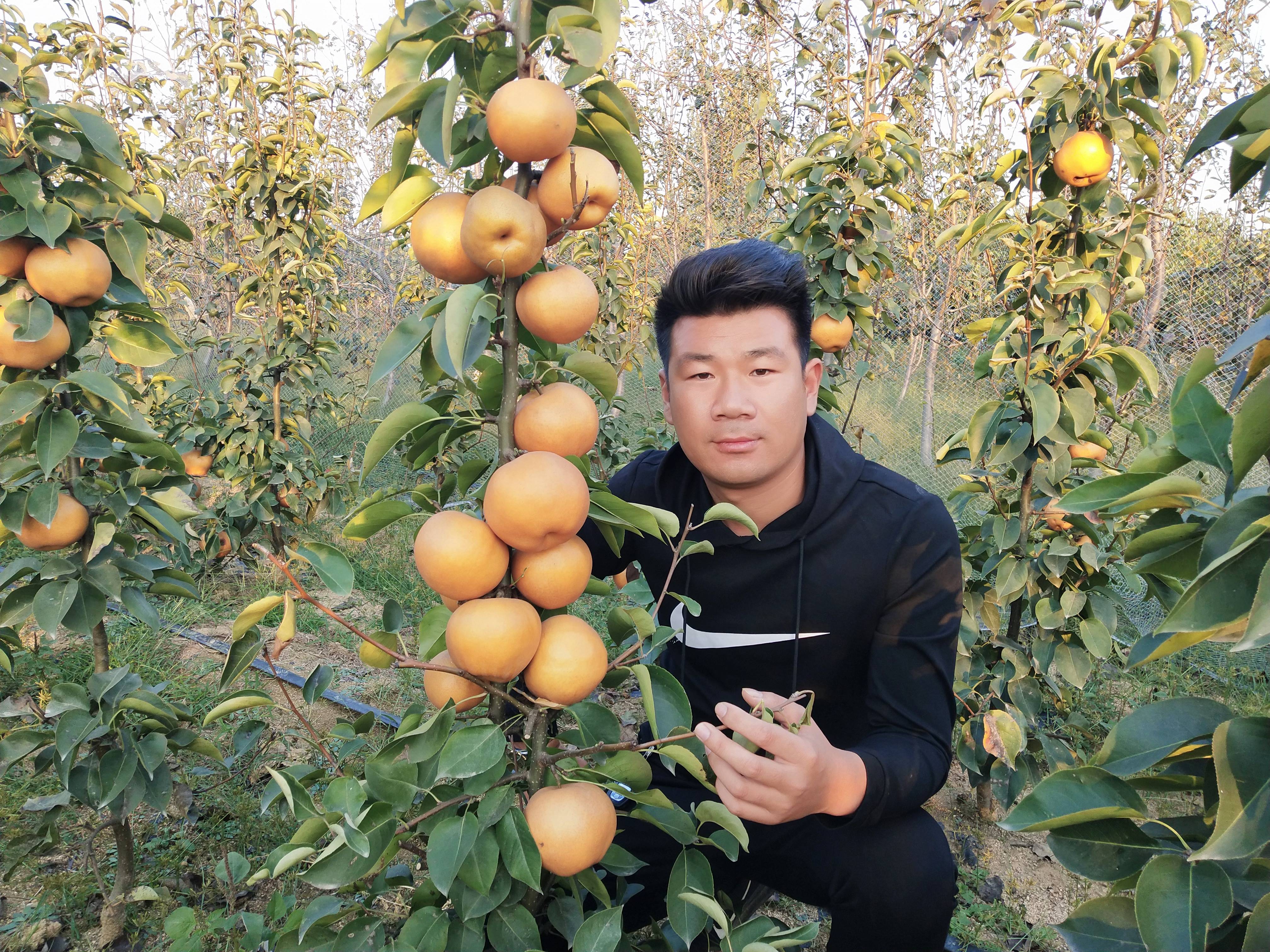 柱状梨品种特点介绍