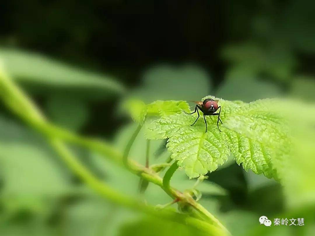 成语声若什么蝇_皮蝇虫是什么(2)