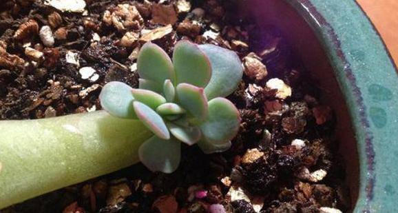 多肉怎样扦插生根快 98c4f9dfe72447efbf71b4e2969e5d37.jpeg