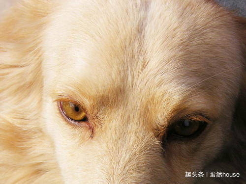 狗为啥会有耳螨 e09dddb9ca224de0836516fbbc1e08ce.jpeg