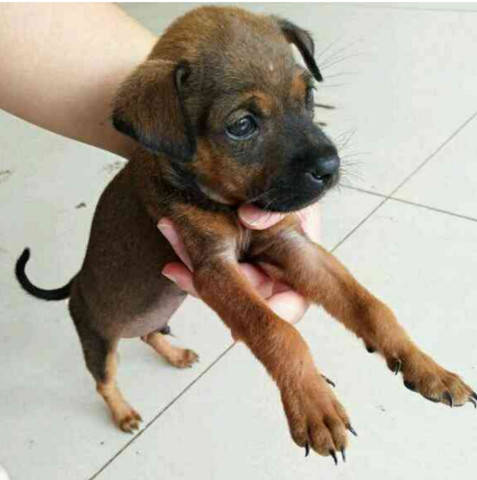 狗贩子忽悠男子买下小马犬带回家后得知是土狗后将它抛弃