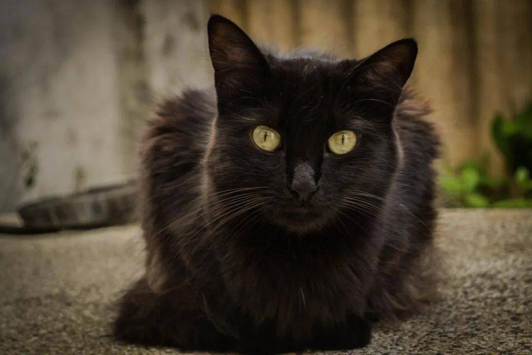 女人梦见猫，不祥之兆的深层解读与心理分析