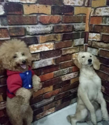 狗狗犯錯被主人罰站，金毛一臉生無可戀，泰迪卻站著跟主人賣萌！ 萌趣萌寵 第1张